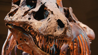 <i>Dinosaur 13</i> And The Story of Sue